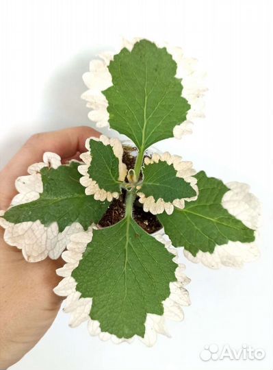 Плектрантус 20 видов