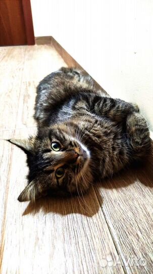 Кот в добрые руки