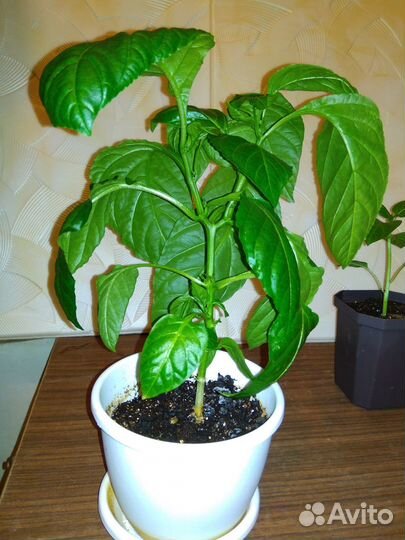 Рассада, Эпин, Циркон, семена