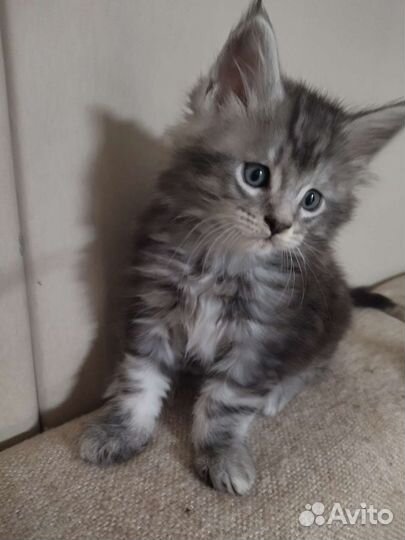 Кошки мейн-кун