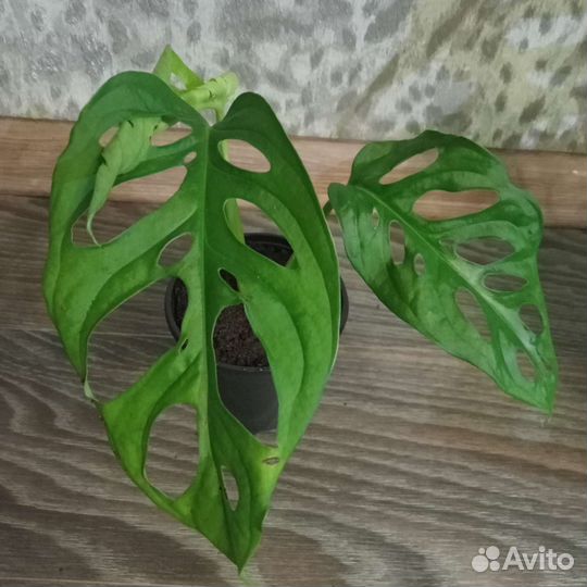 Монстера Манки