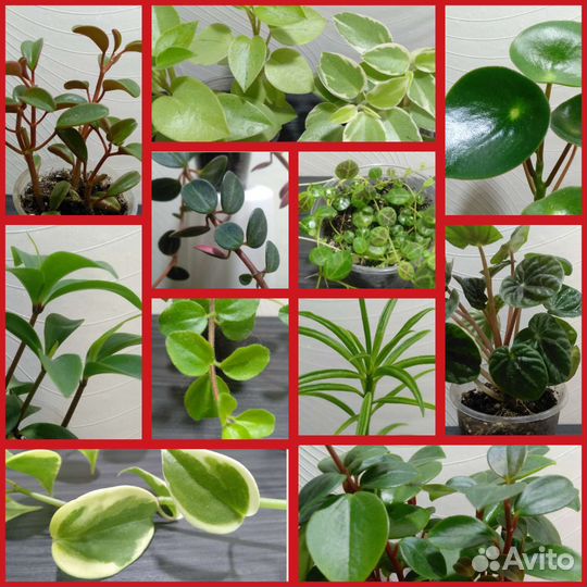 Пеперомия Хоуп, Рейндроп, рубелла, 13 видов