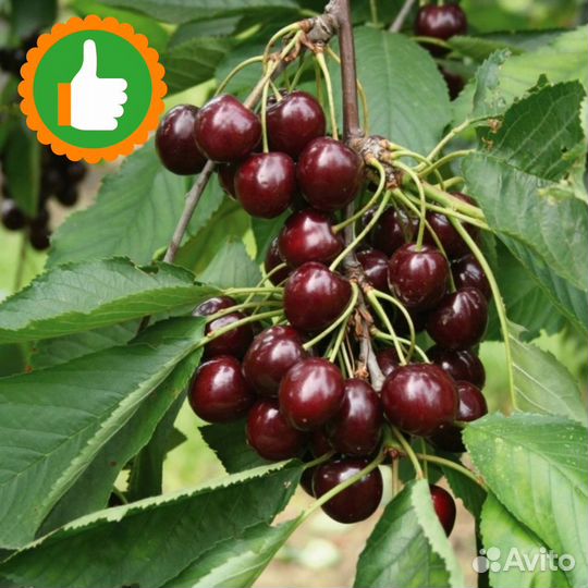 Саженцы Вишня Шоколадница