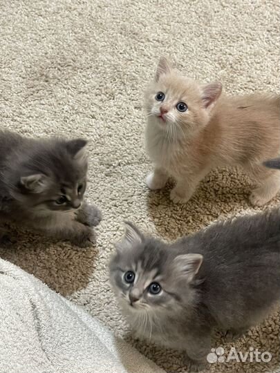 Котята