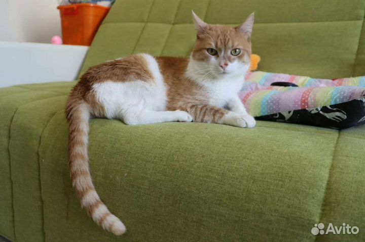 Кастрированный молодой котик в добрые руки