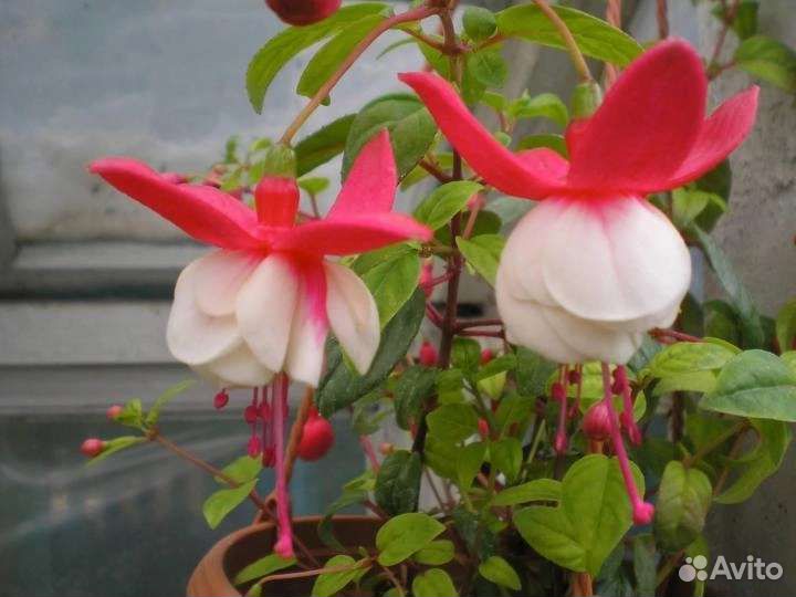 Фуксия, декабрист