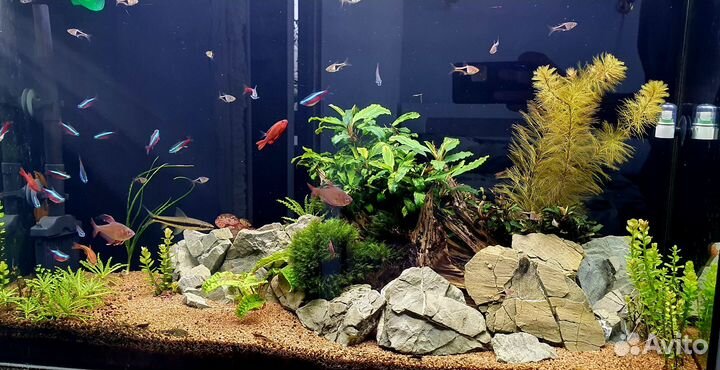 Аквариум