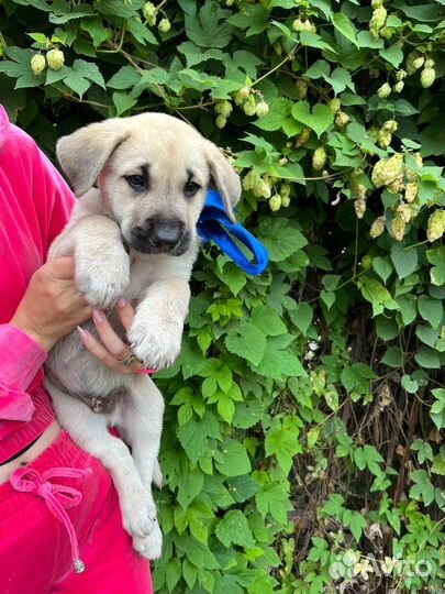 Щенок мальчик