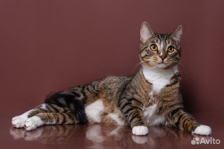 Кошки бесплатно