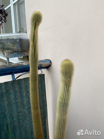 Большой кактус