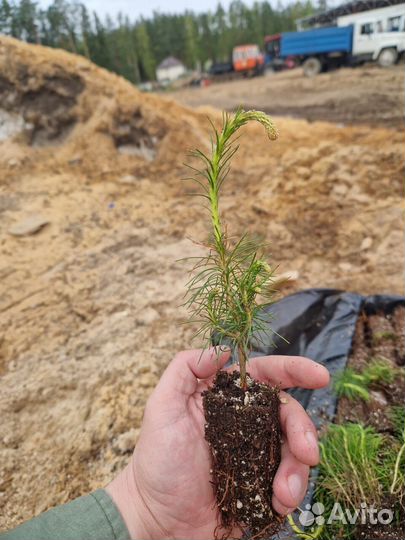 Саженцы сосны зкс опт