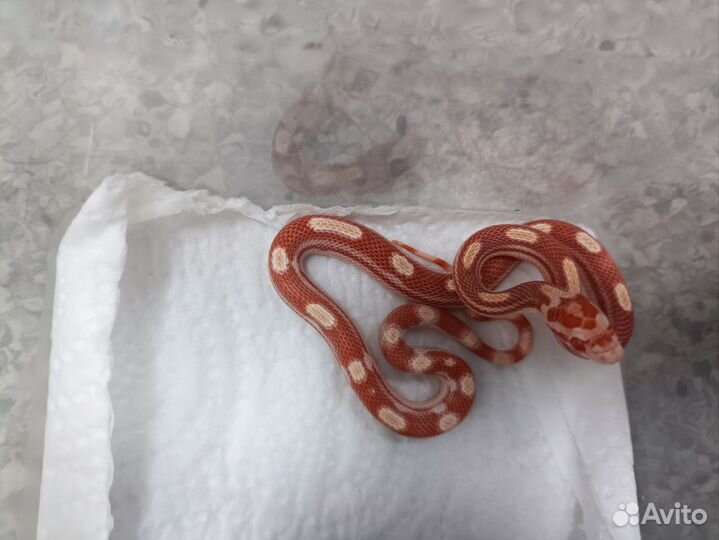 Маисовый полоз