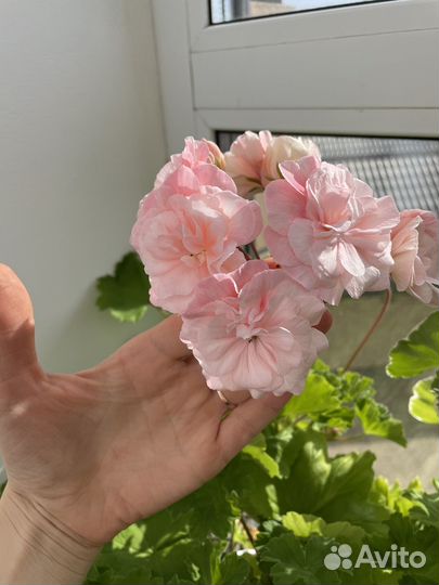 Пеларгонии сортовые