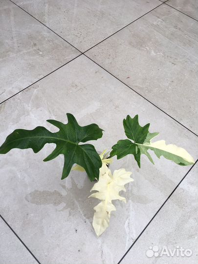 Филодендрон золотой дракон