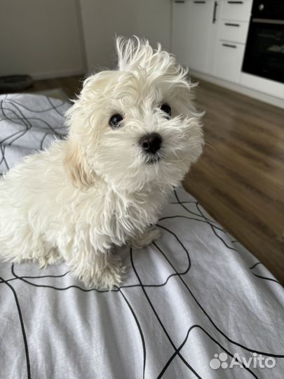 Мальтипу мини