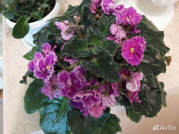 Фиалка в горшках