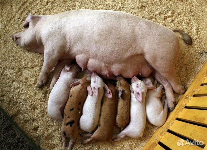 Продам поросят