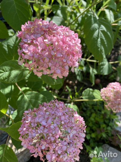 Гортензия древовидная Пинк Анабель