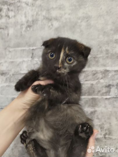 Котики бесплатно в добрые руки