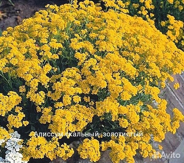 Алиссум семена многолетний разные сорта