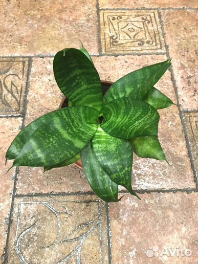 Сансевиерия ханни комнатные цветы