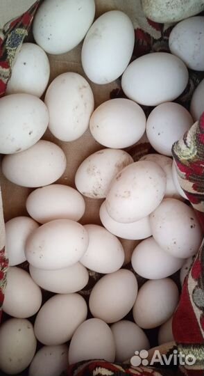 Утиные яйца