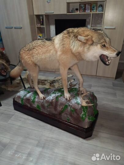 Волк, чучело волка