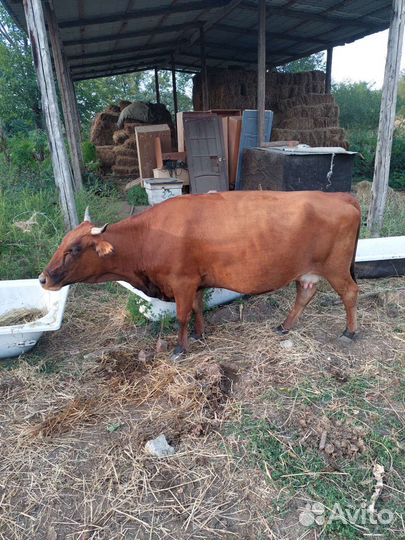 Стадо коров