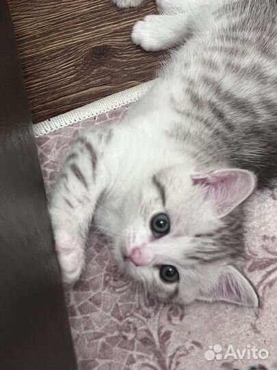 Котята в добрые руки девочки 2 месяца