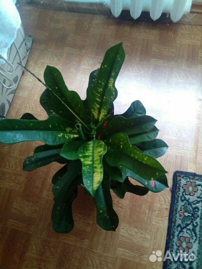 Цветок Кротон