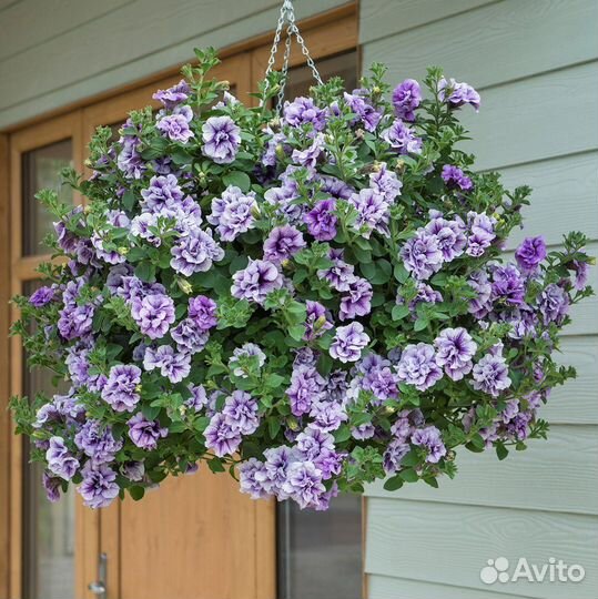 Вегетативная петуния, укорененные черенки