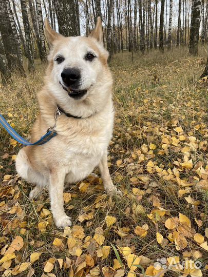 Собаки из приюта в добрые руки