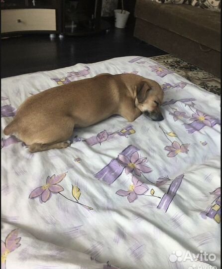 Той-терьер девочка