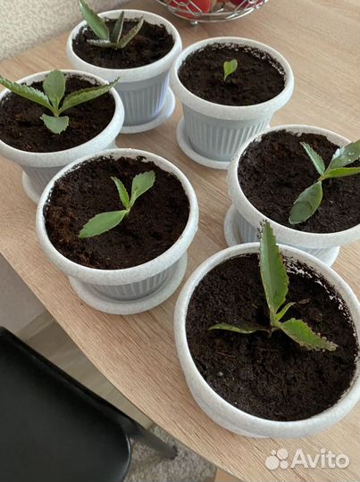 Каланхое лечебное