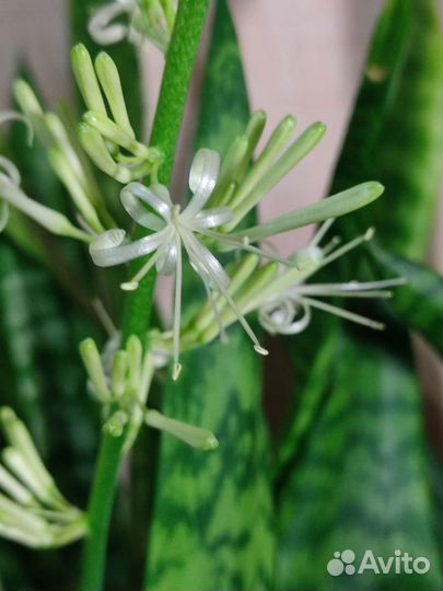 Сансевиерия