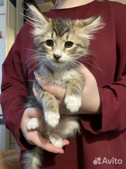 Кот Котенок Мальчик