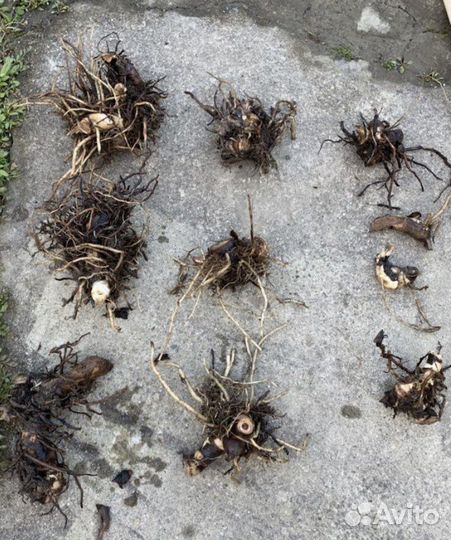 Канна клубни