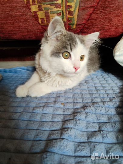 Ласковый котёнок Бантик ищет дом