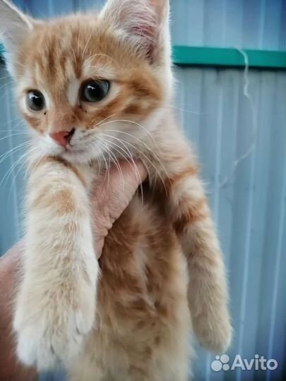 Котенок, девочка