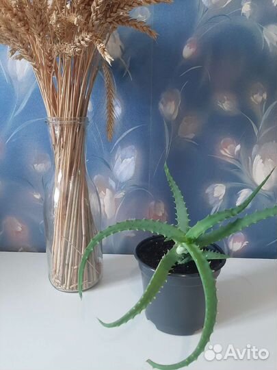 Алоэ лечебный