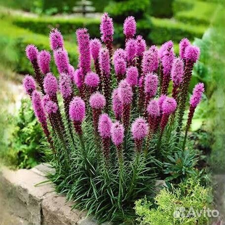Лиатрис Колосковый, декоративные цветы, семена