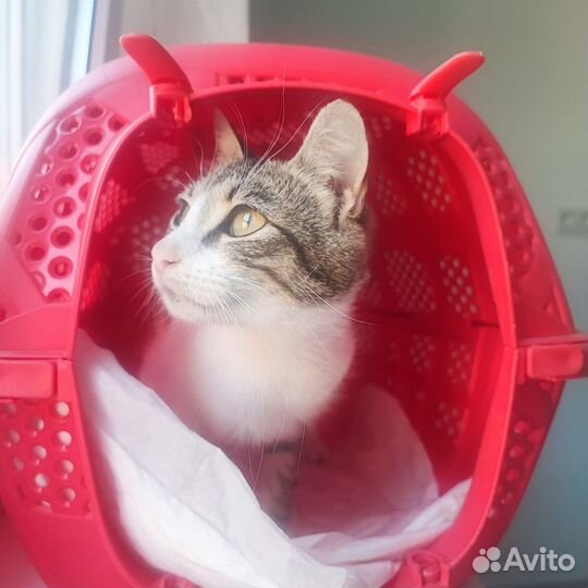 Кошечка молоденькая