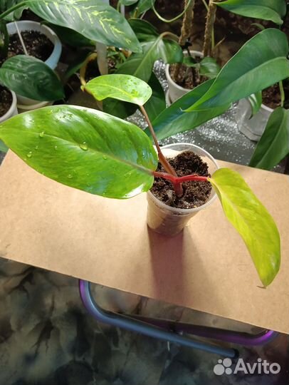 Филодендрон