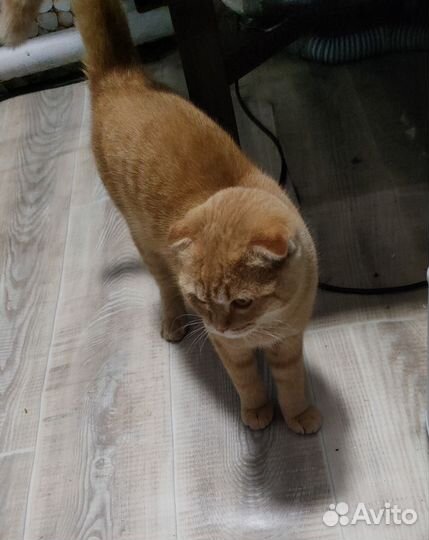 Кошка вислоухая