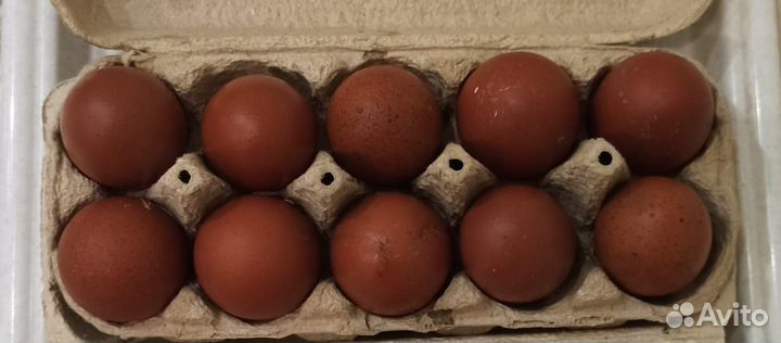 Инкубационное яйцо Маран