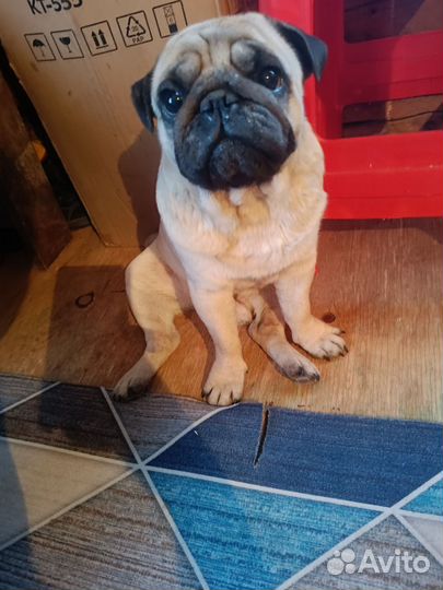 Продам мопса