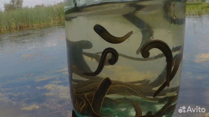 Черви, саранча, пиявки, лягушки