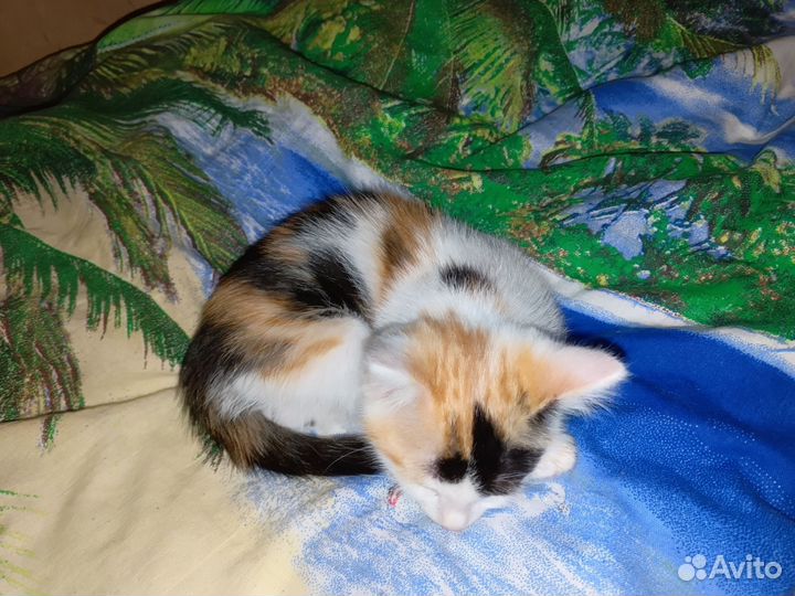 Кошки в добрые руки бесплатно