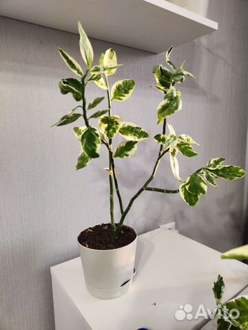 Педилантус