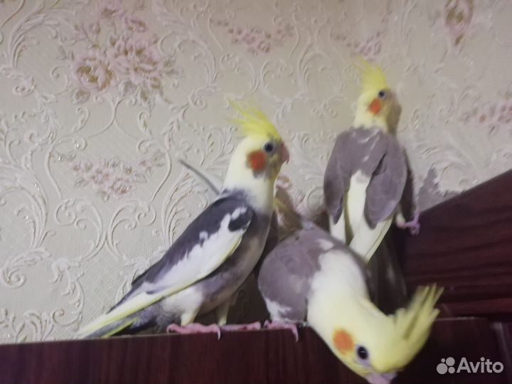 Птенец попугая Корелла